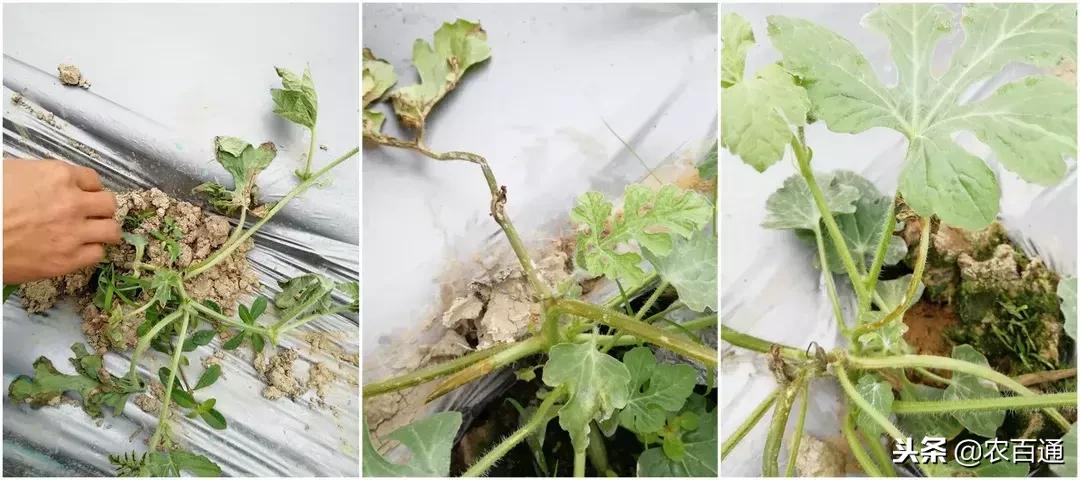 西瓜下雨之前打什么药防治病害,西瓜幼苗病害的各种症状图片