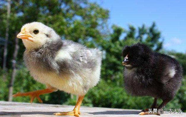 雏鸡不消化该用什么药,雏鸡不采食