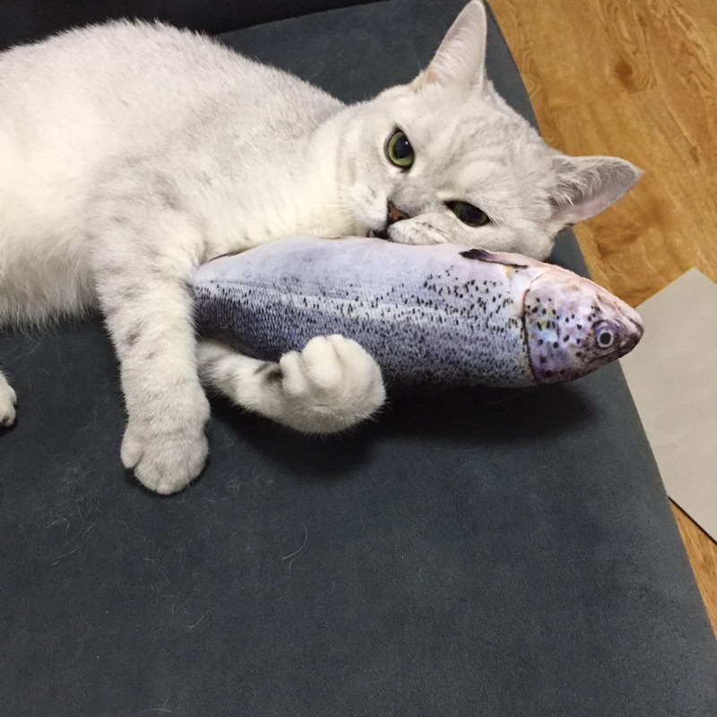 猫咪是绝育还是繁殖,猫咪母子可以繁殖吗