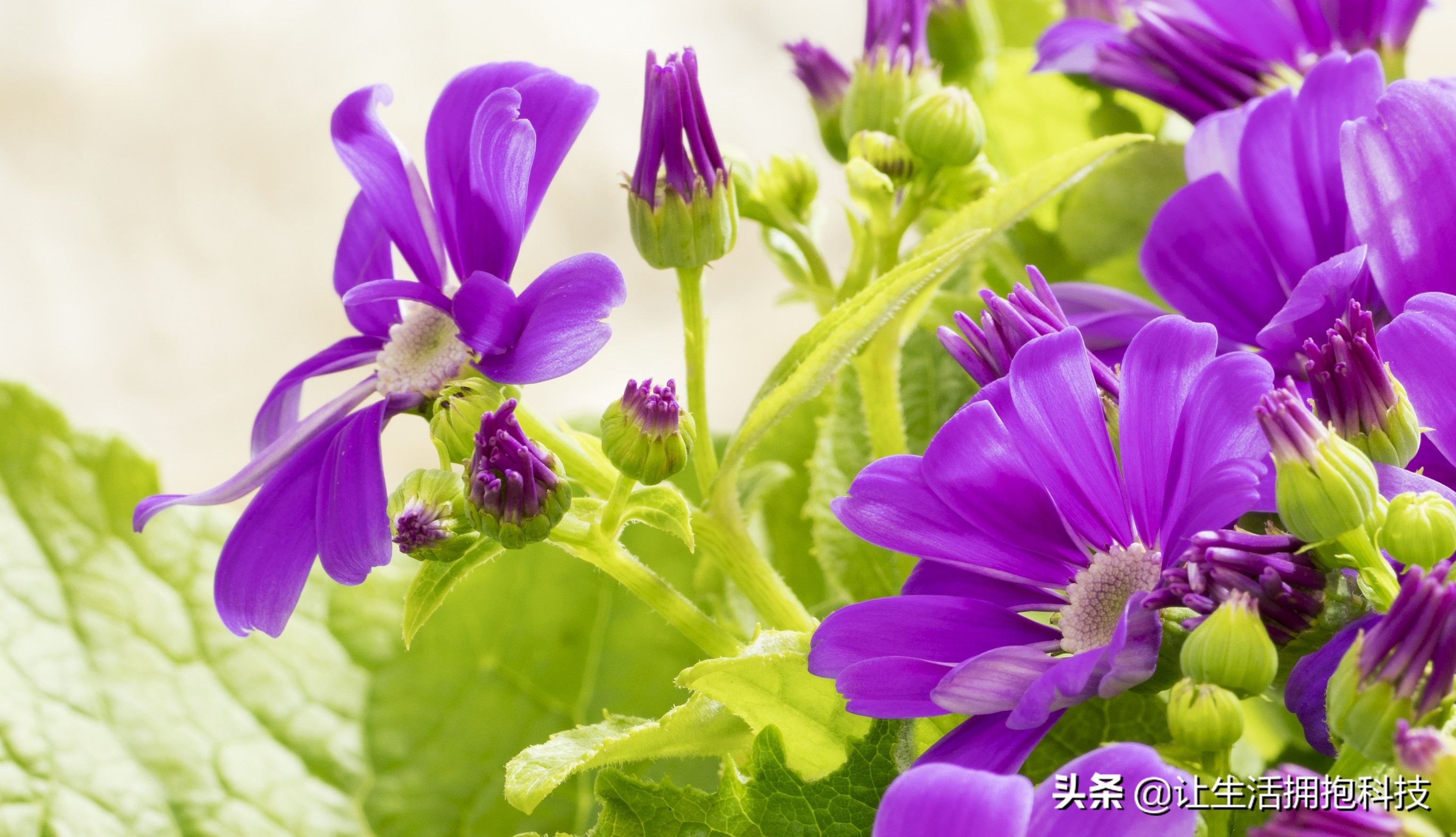 适合拍摄的微距,没有微距怎么拍摄微距效果