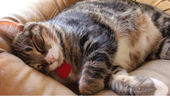 猫咪晚上不睡觉要怎么办,猫咪晚上不睡觉怎么办