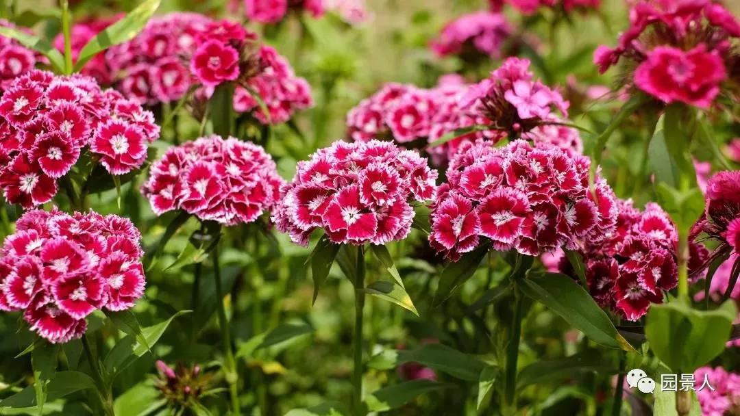 好看又好打理的庭院植物,适合小花园的景观植物