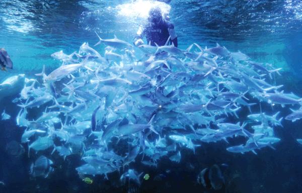 深圳小梅沙海洋世界国庆特惠门票,小梅沙海洋世界3天2夜套票