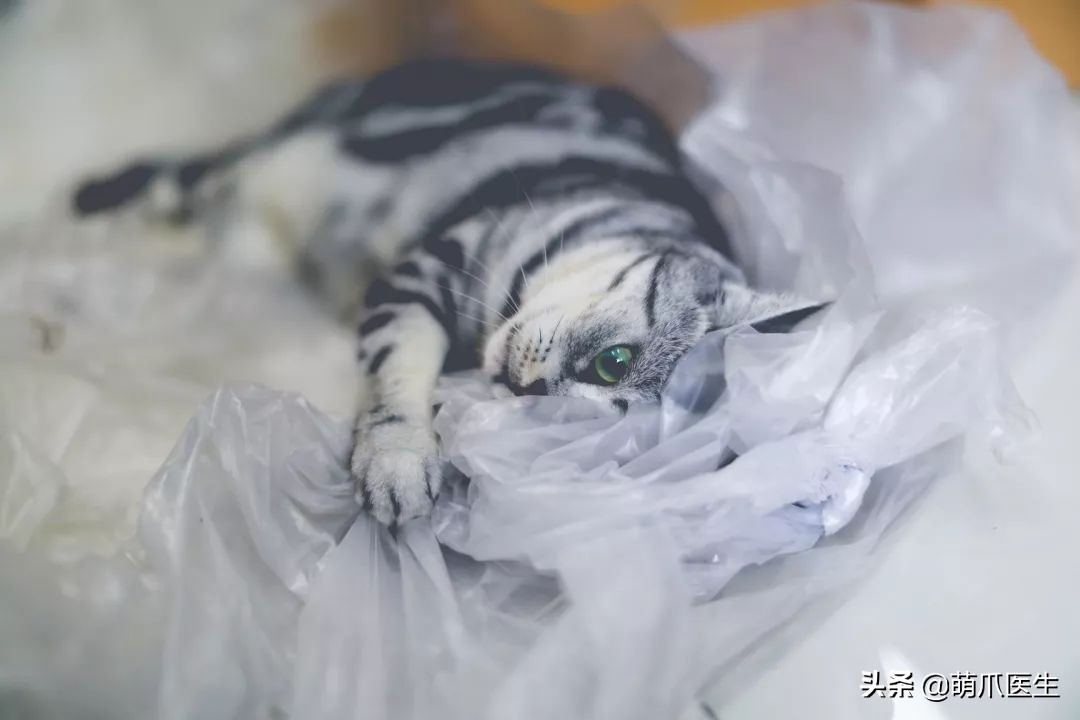 猫咪喜欢在塑料袋尿尿,猫咪吃塑料袋什么原因