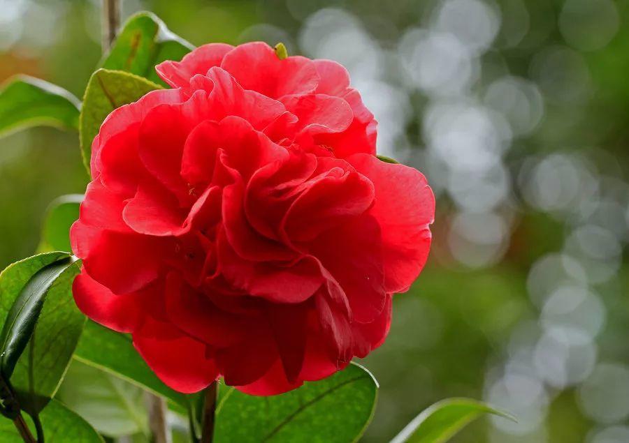 为什么有人说中国国花是牡丹,中国的国花为什么要选牡丹呢