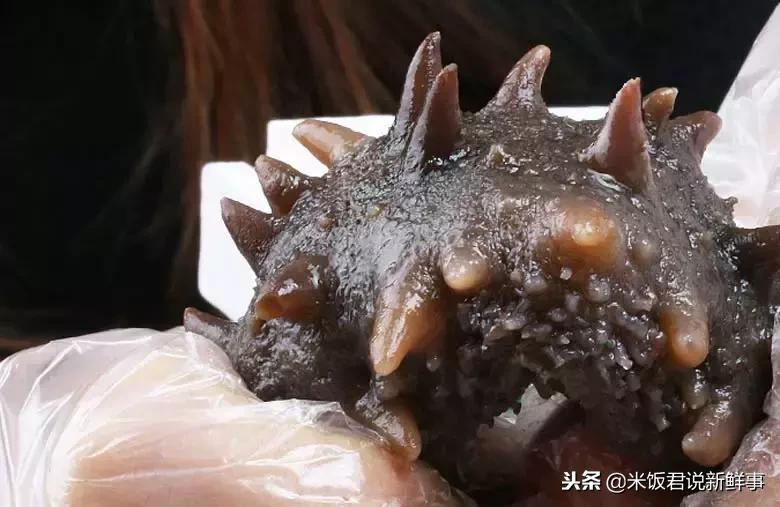 65岁妈妈买海参,老人用白菜价买海参