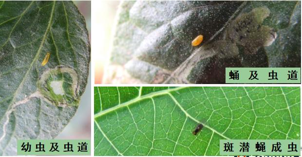 西红柿转色慢怎么解决,西红柿转色的最佳温度