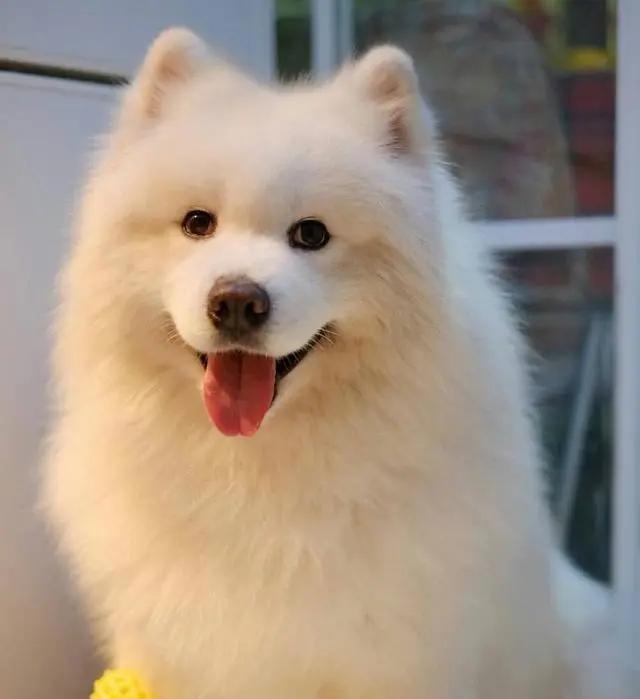 给狗起名字侵权吗,给狗起了一个字名字