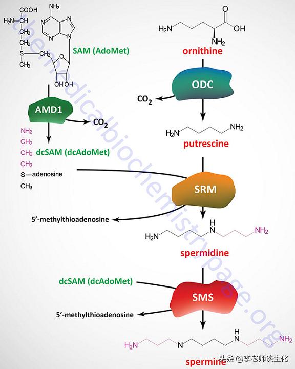 生物化学氨基酸代谢,氨基酸的合成代谢