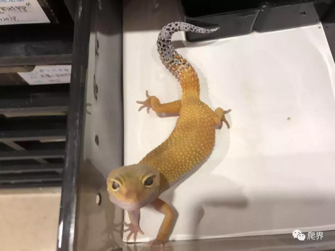 湛江爬宠店,深圳爬宠店在哪里