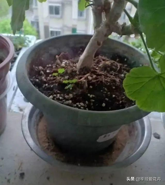 植物降温用什么药,植物降温