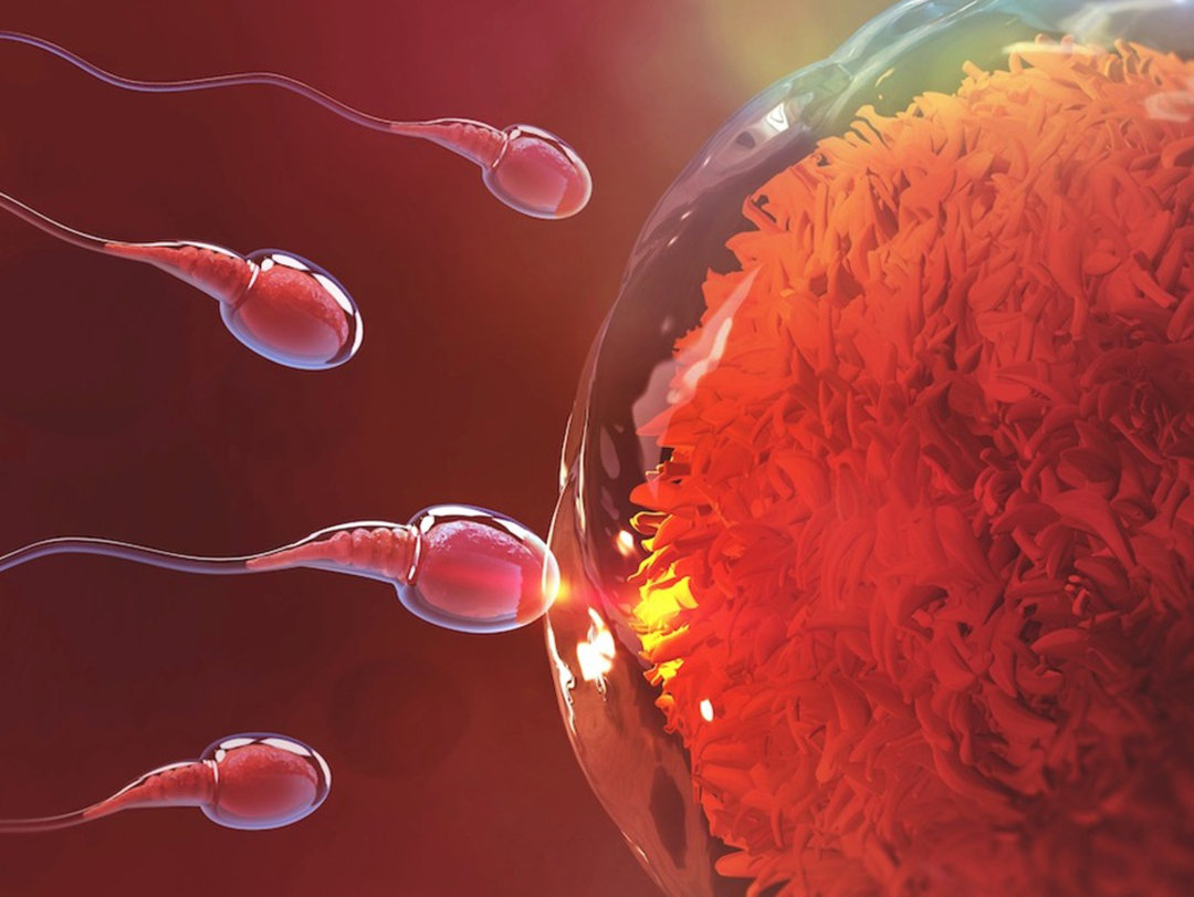 精子“欺骗”科学家343年！新研究：精子不是左右摆动前进