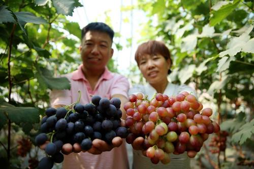 葡萄采收的最佳时间,葡萄成熟方法