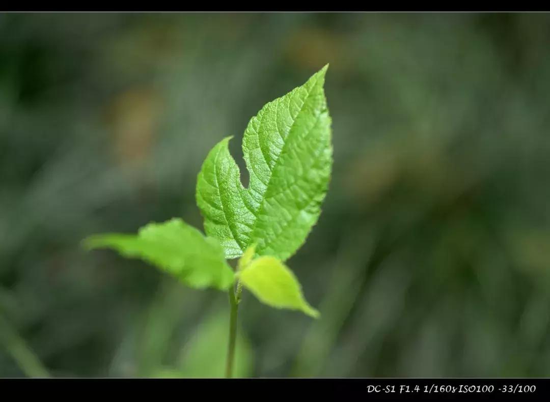 适马mc21转接环怎么样,适马mc21转接环升级教程