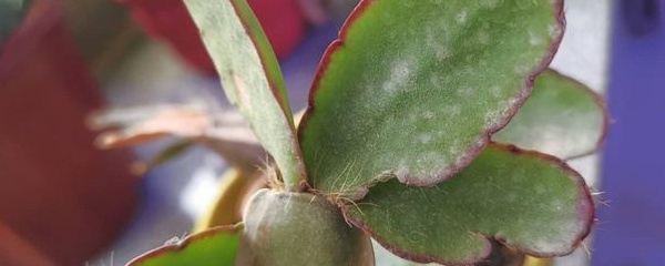 植物有白色的东西怎么去掉小妙招,植物长了白色的东西很黏