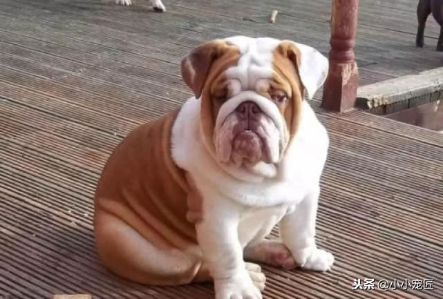 五种体味最小最干净的狗,体味重的狗哪几种