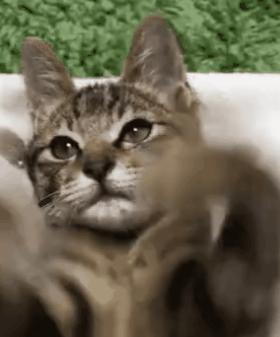 猫猫为什么喜欢躲在暗处扑人,猫猫为什么把爪子藏起来