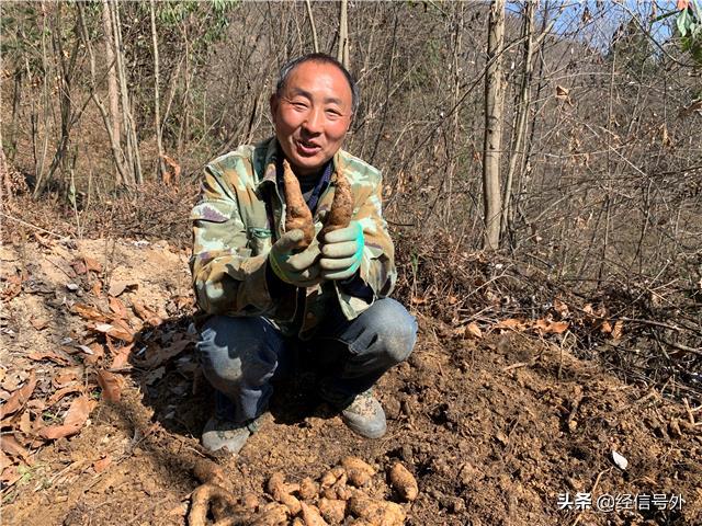 平武县天麻新闻,宁强县2018年天麻丰收