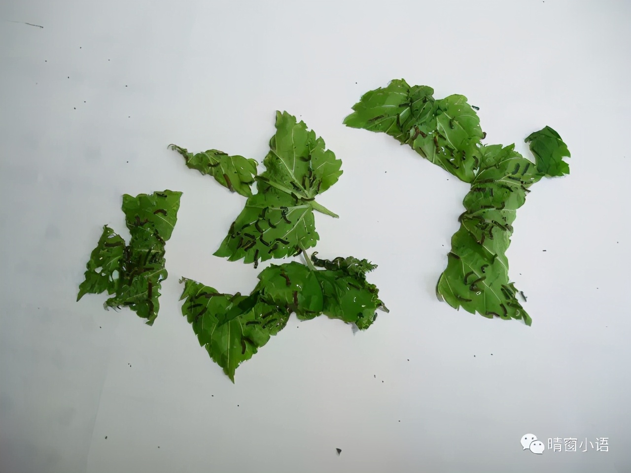 养蚕过程记录表格三年级,养蚕三龄蚕的方法