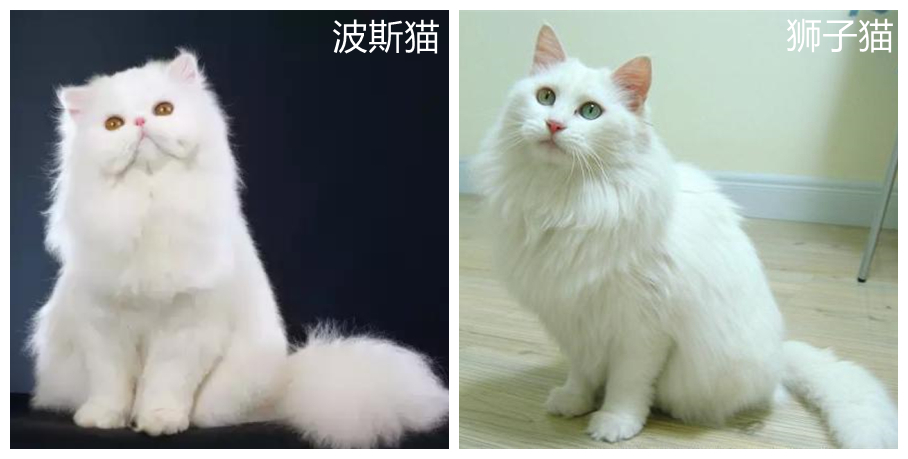 中华田园狮子猫多少钱一只,中华田园猫狮子猫蓝色眼睛