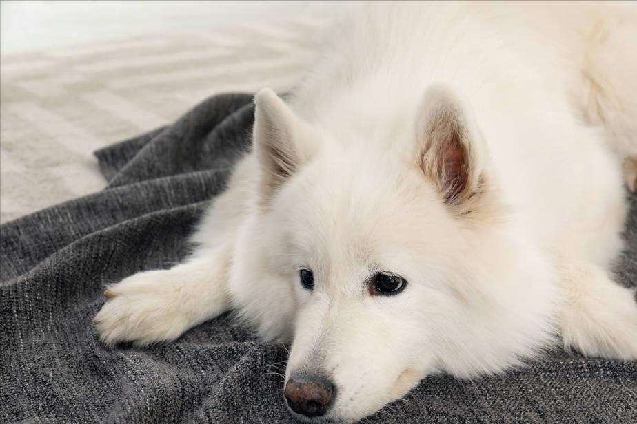 萨摩耶犬和金毛犬性格的区别,萨摩耶的七个特征