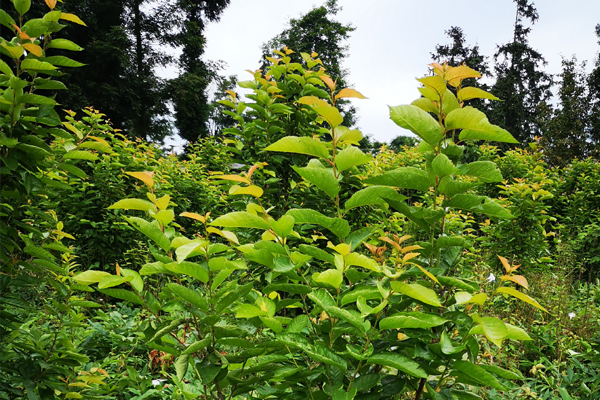 樱桃树缺铁施什么肥害,樱桃树缺铁怎么补救最好