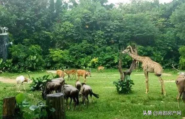 郑州野生动物园平面示意图,郑州长隆动物园