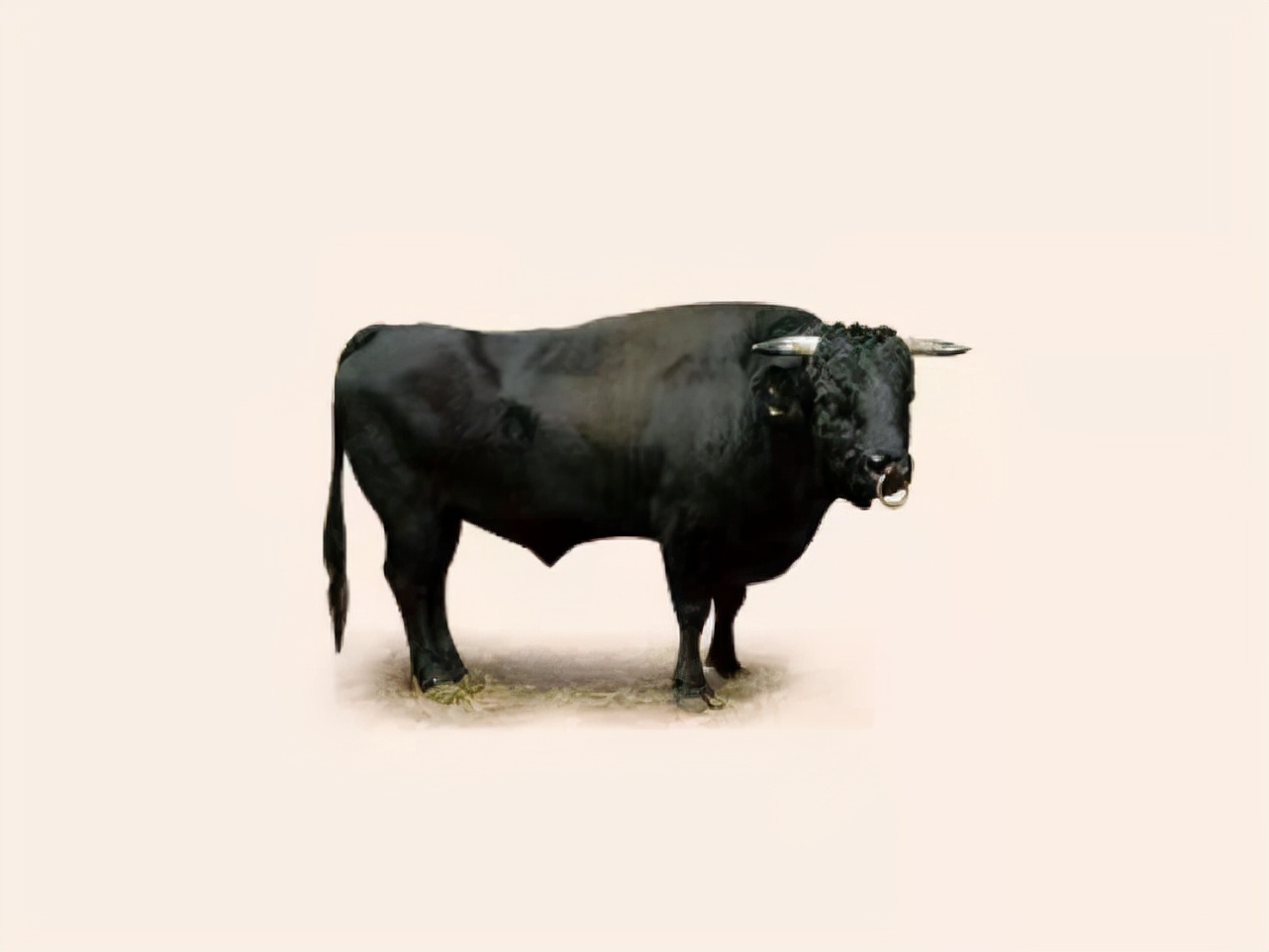 韩国白菜价格疯涨是真的吗,韩国大白菜飙涨62元一棵