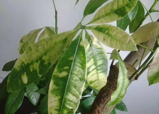 发财树的叶子发黄斑病变,发财树长黄斑叶子变黄是什么原因