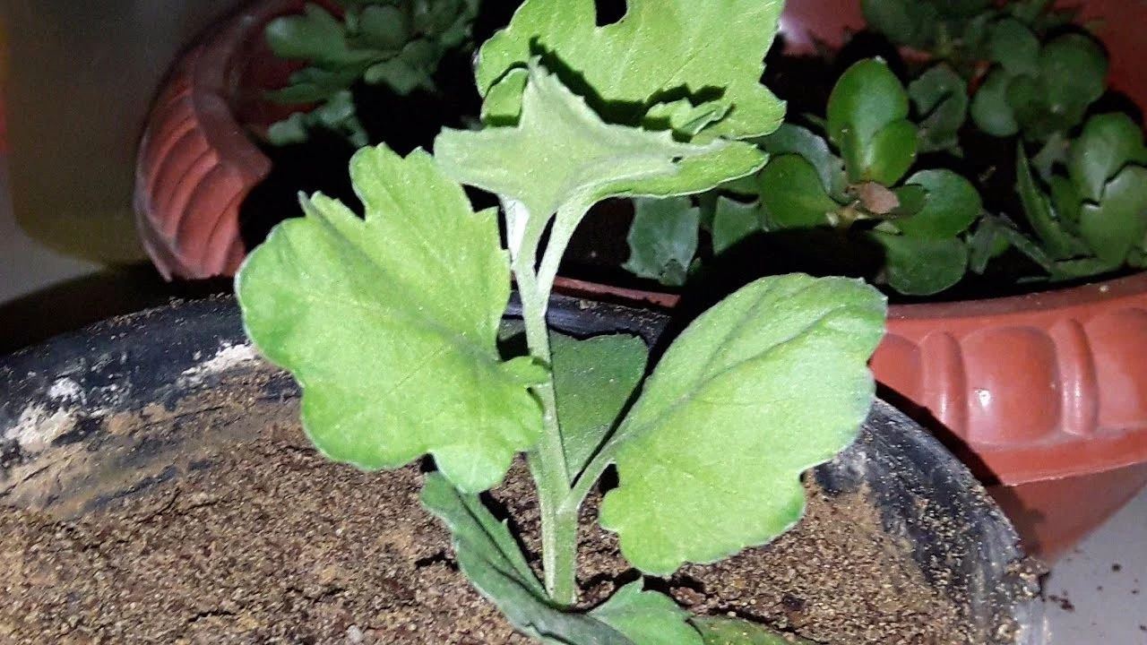 盆栽菊花每年开完花就丢,适当处理,每年秋冬季节都能重新开