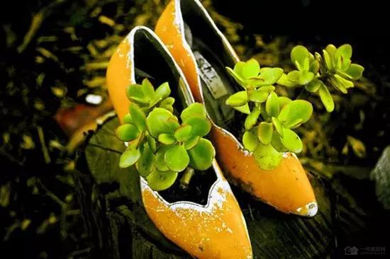 家里花瓶插花放点什么,创意养花花瓶