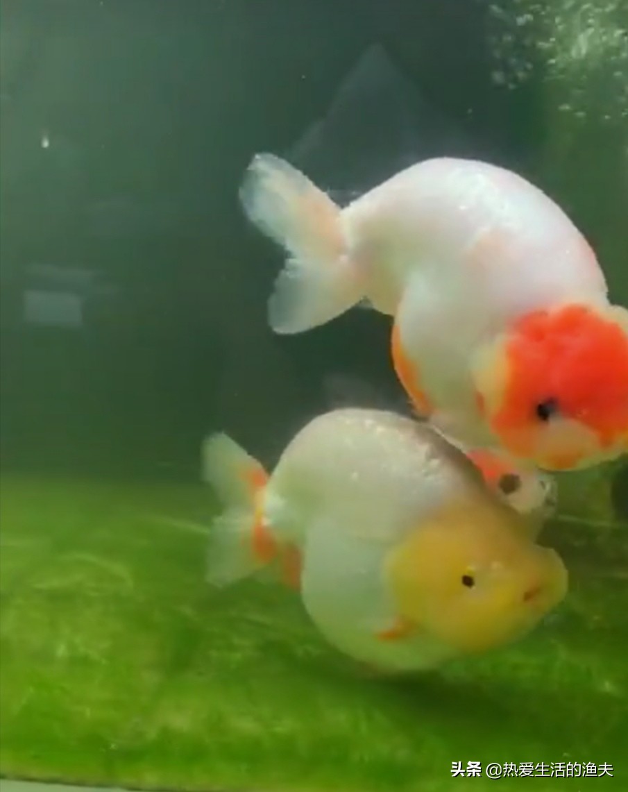 怎么养金鱼金鱼才能活得更久,怎么养金鱼但金鱼不死