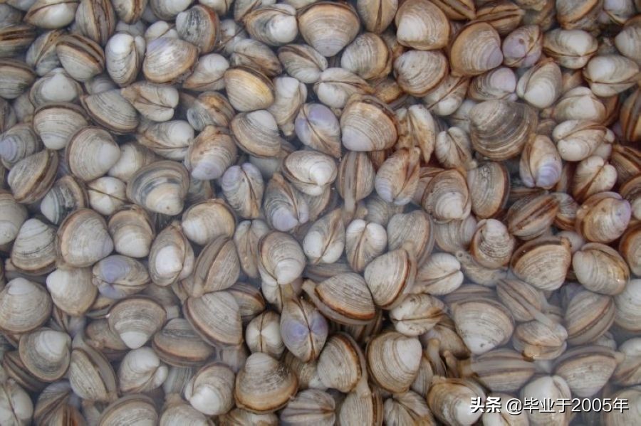 大连海鲜吃货,大连海鲜的种类