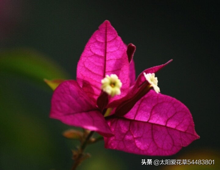 对光照要求不高的三角梅品种,阳台光照不足怎样让三角梅开花