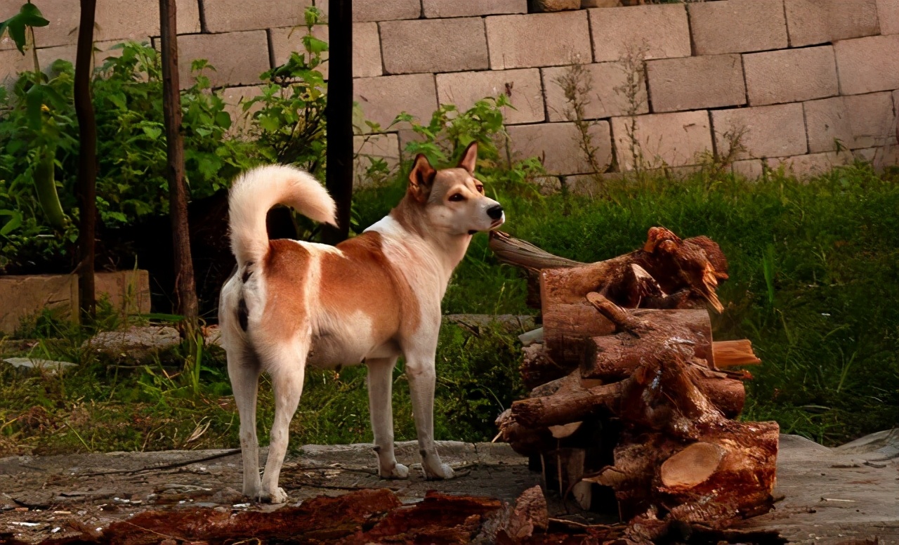 狼的配偶,狼的配偶只有一个