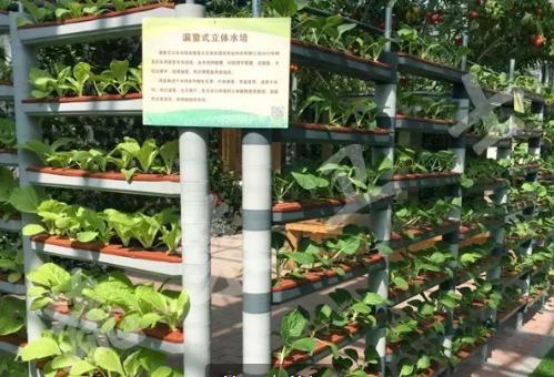 西红柿无土栽培技术,无土栽培分为哪两类