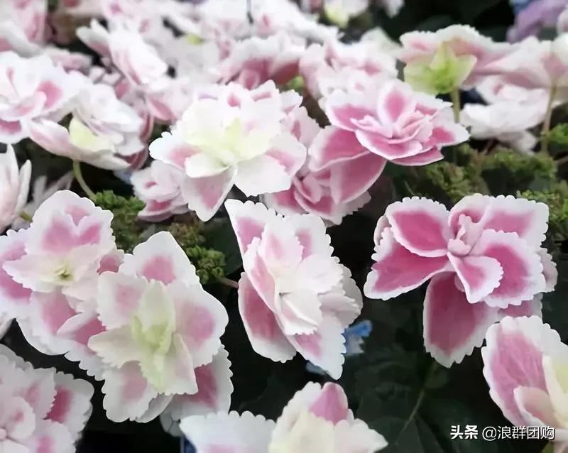 十种好看的绣球,最好看的绣球花视频