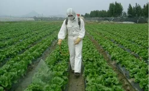 注意这几点蚜虫防治高效又轻松,蚜虫怎么防治不用药物的情况下