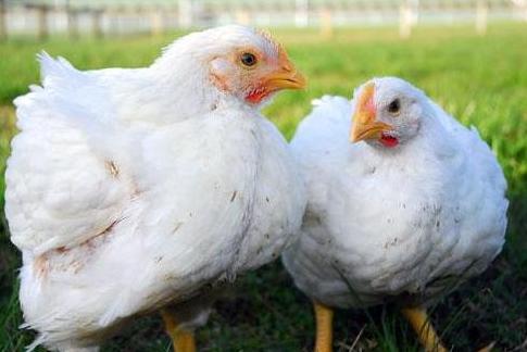 养殖鸡肠炎怎么治,养鸡怎么预防鸡肠道病