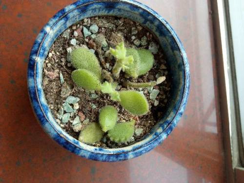 多肉熊童子叶片上落灰尘如何处理,多肉熊童子夜晚零下3度会冻伤吗