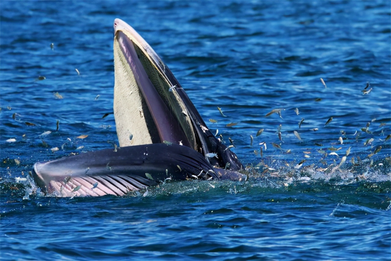 独家｜“鲸喜”之后，风险何在？深晚记者带你走近“小布”