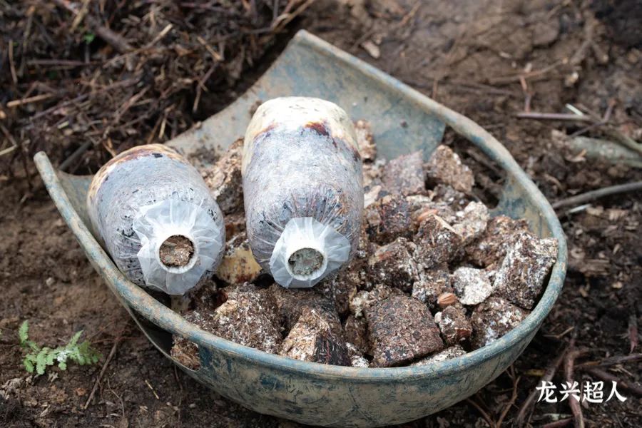 贵州道地药材天麻,道地药材天麻之乡
