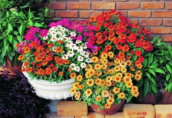 家里的花干枯影响风水吗,家里的花突然发黄发蔫风水