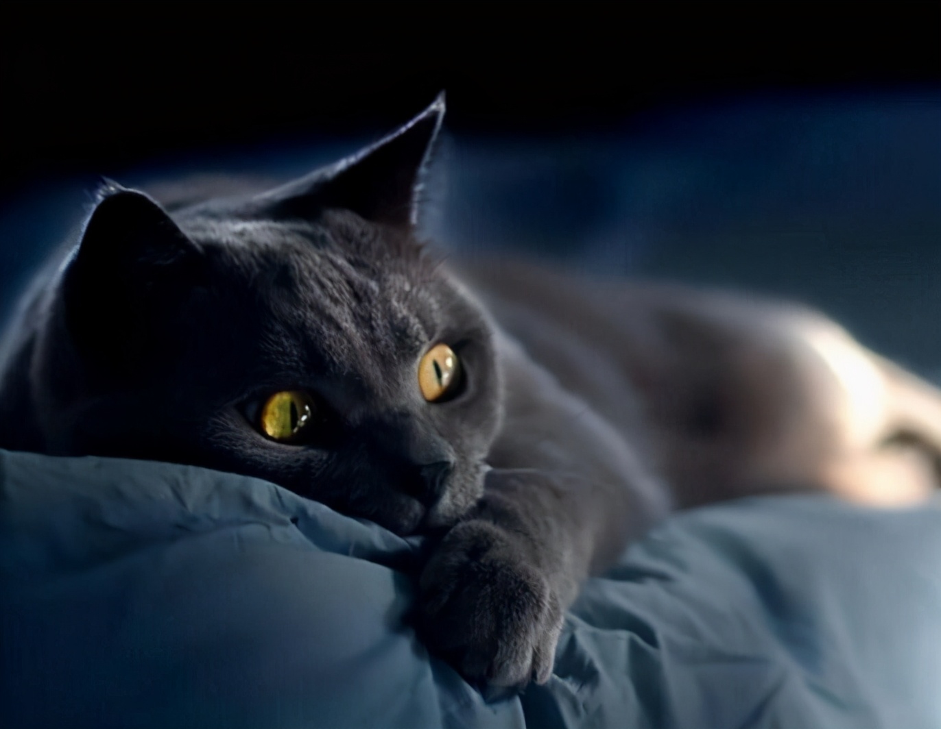 全网最帅五大缅因猫,十大凶悍猫咪排行榜第九名缅因猫