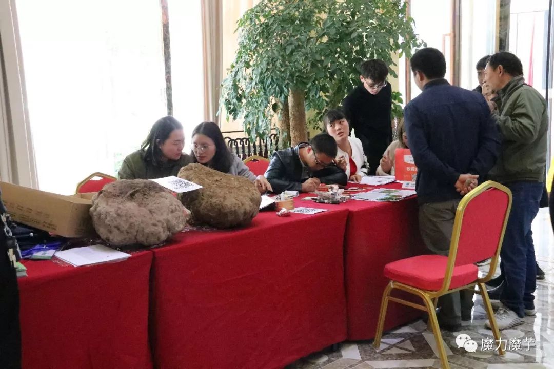 种植魔芋风险大吗,新手种魔芋的风险