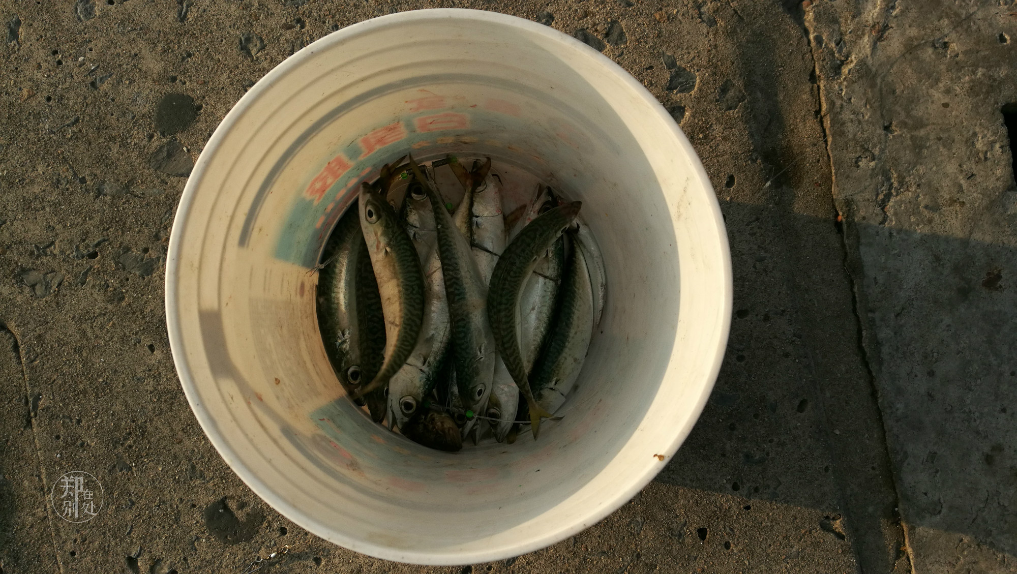 漫步在大连星海湾,美丽的大连星海广场令人流连忘返