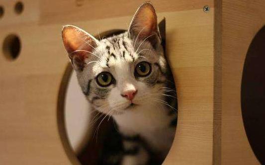 猫咪在被子上尿尿怎么纠正,猫咪报复性在地上拉屎咋办