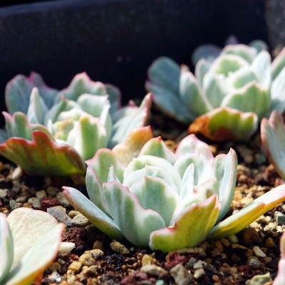 淘宝买多肉带盆的需要脱土修根吗,淘宝上买多肉有什么坑