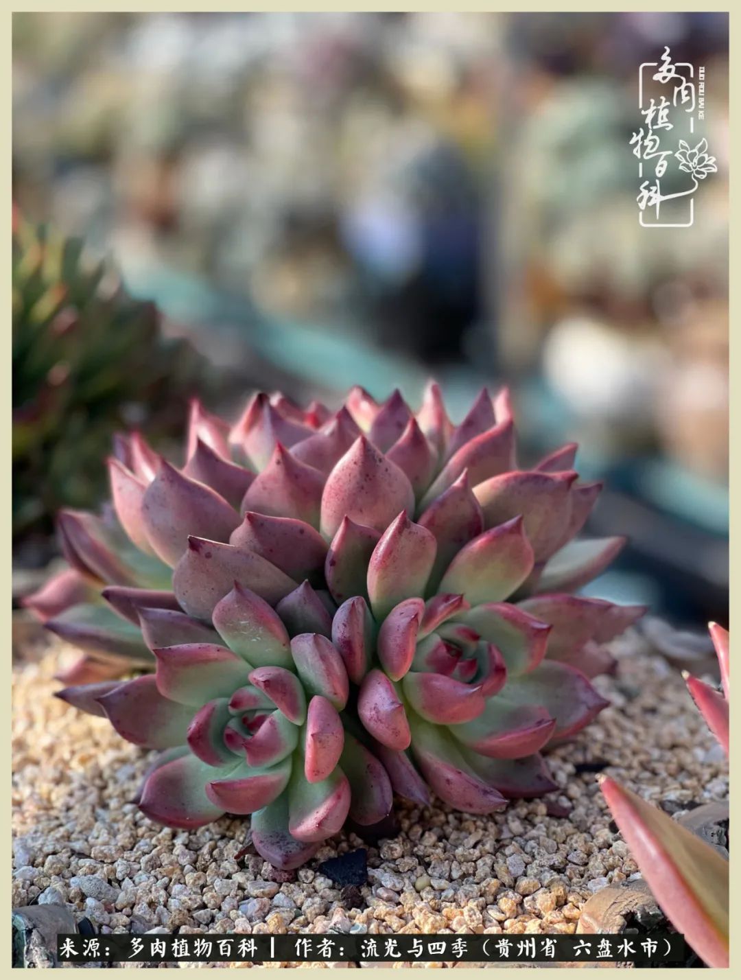 国庆假期你快乐吗？来，凉都美肉与你相伴一一小乌木的霸气东云