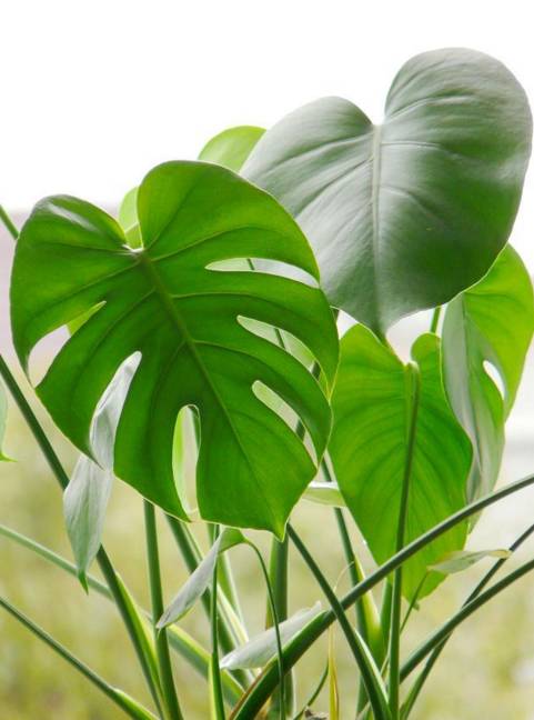 室内吸毒植物大全,七种具有吸毒功能的盆栽植物